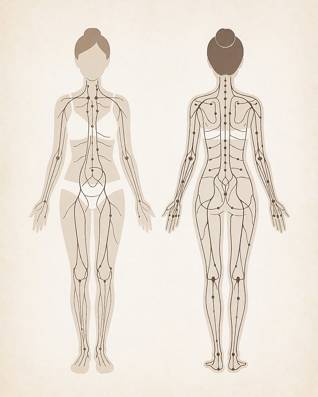 Schéma des méridiens : deux silhouettes féminines, de face et de dos, montrant les lignes d'énergie et les points qui les jalonnent